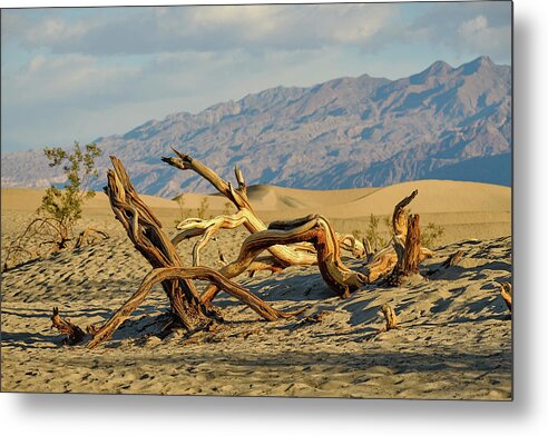 Landscape Metal Print featuring the photograph Mesquite by Jermaine Beckley