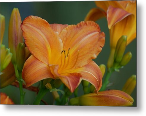 Lily Metal Print featuring the photograph Orange Summer 2022 by Richard Cummings