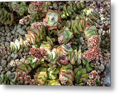 Flower Metal Print featuring the photograph Succulents of Eze by Portia Olaughlin