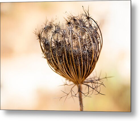 Thorn Metal Print featuring the photograph Convergence by Uri Baruch