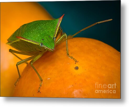 Stink Bug Metal Print featuring the photograph Stink Bug on Kumquats by Warren Sarle