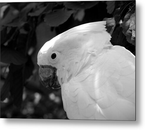 Bird Metal Print featuring the photograph Cockatoo by Jessica Wakefield