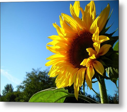 Sunflowers Metal Print featuring the photograph Sunny Sunshine in Point Roberts by Sian Lindemann