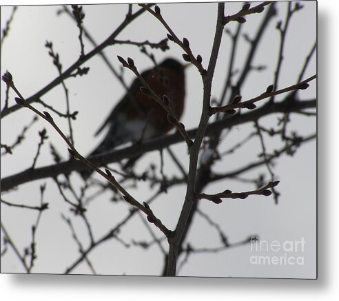 Morgantown Metal Print featuring the photograph Winter Bird by LeLa Becker