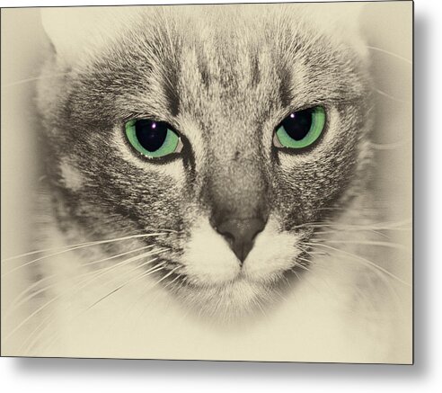 Cats Metal Print featuring the photograph Milo by Andrew Hewett