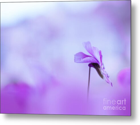 Pansy Metal Print featuring the photograph Pansy #3 by Wei-San Ooi