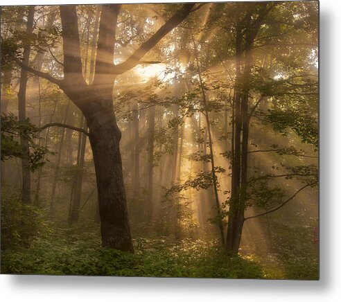God Rays Metal Print featuring the photograph Morning God Rays by Ken Barrett
