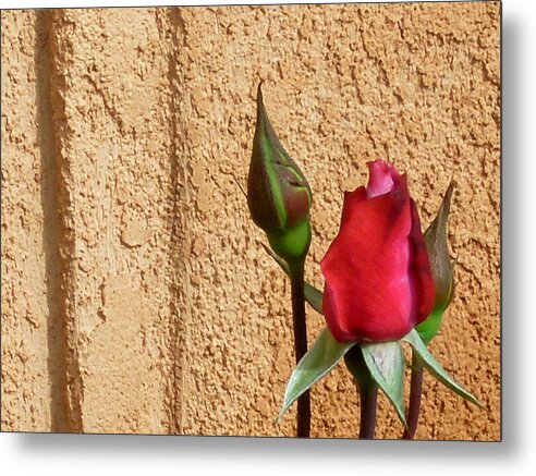 Roses Metal Print featuring the photograph RedBud by Cleautrice Smith