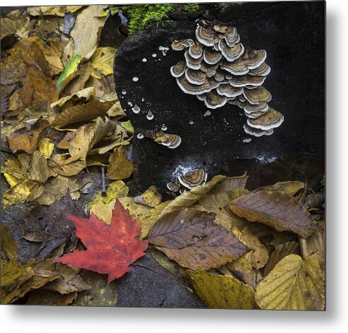 Mushrooms Metal Print featuring the photograph Mushrooms by Ken Barrett