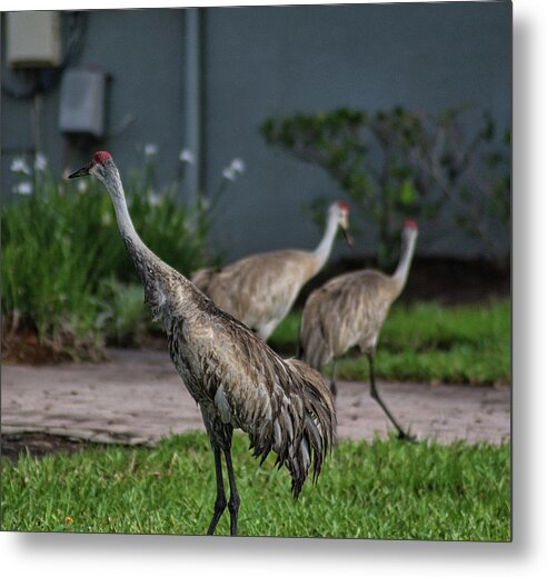 Bird Metal Print featuring the photograph When Cranes Visit by Portia Olaughlin