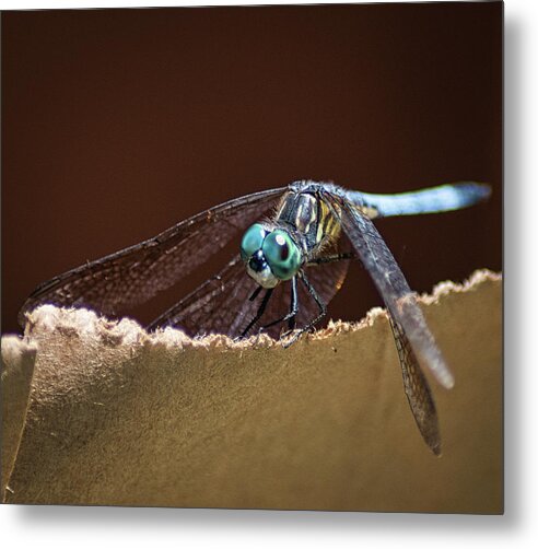 Insect Metal Print featuring the photograph Dragonfly Eyes by Portia Olaughlin
