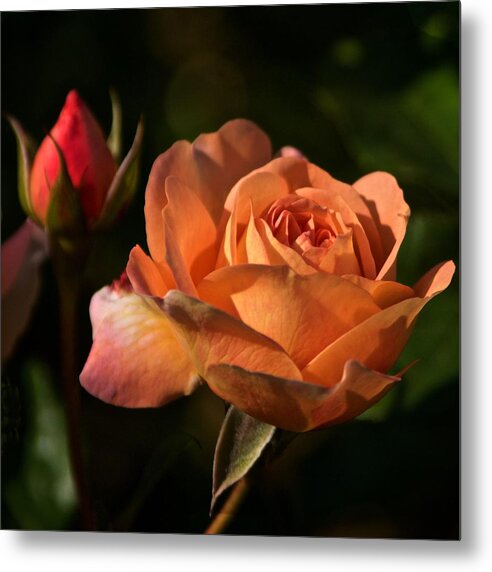 Rose Metal Print featuring the photograph June 2022 Rose No. 1 by Richard Cummings
