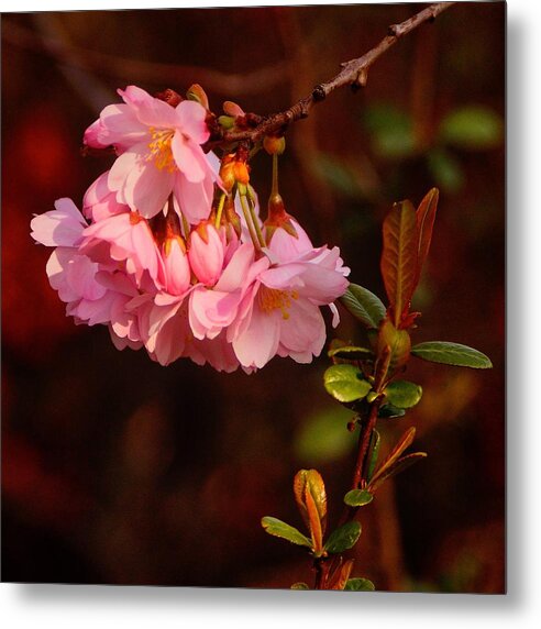 Spring Metal Print featuring the photograph Spring has Sprung by Richard Cummings