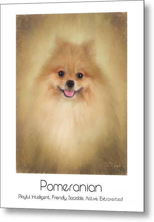 Pomeranian Metal Print featuring the digital art Pomeranian Poster by Tim Wemple