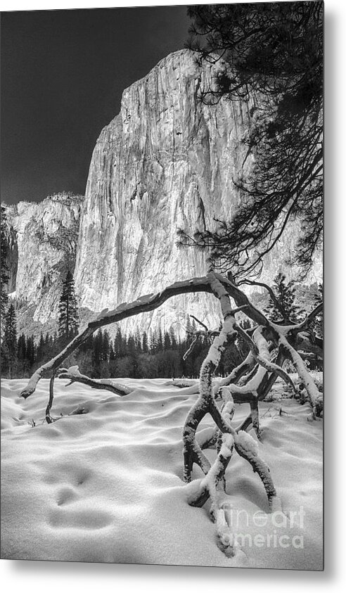 Michele Metal Print featuring the photograph El Capitan I by Michele Steffey