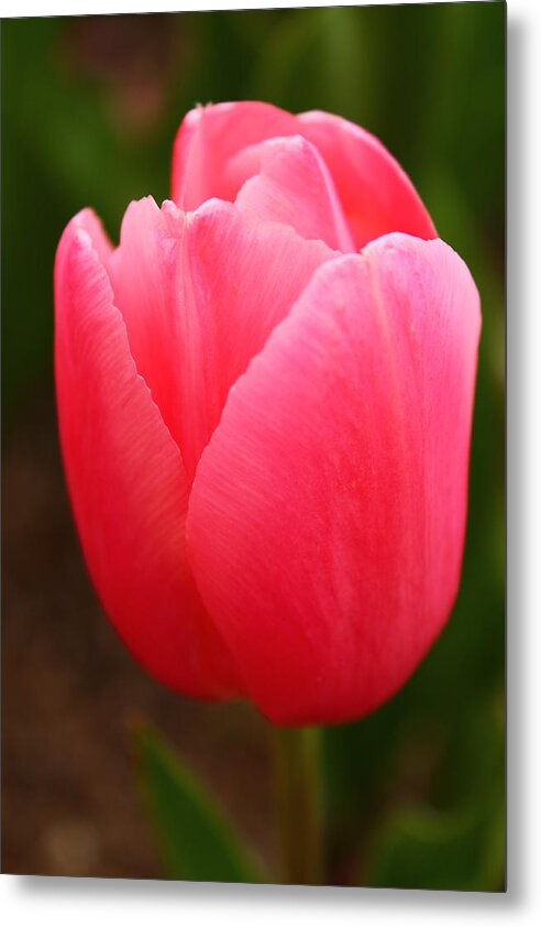 Pink Tulips Metal Print featuring the photograph Flowering pink by Catie Canetti