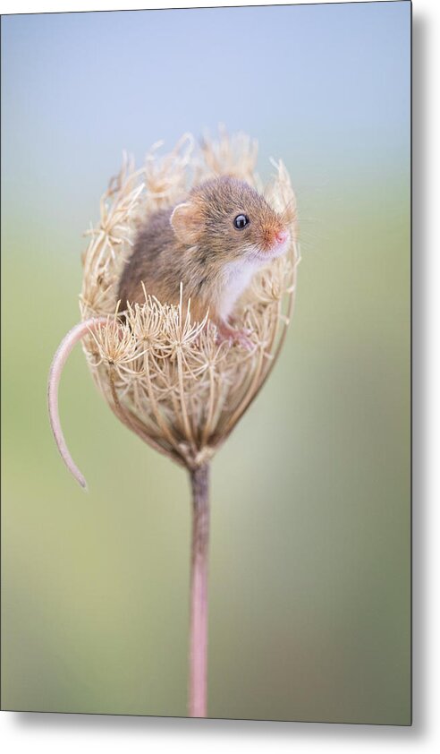 Mouse Metal Print featuring the photograph Harvest Mouse by Erika Valkovicova