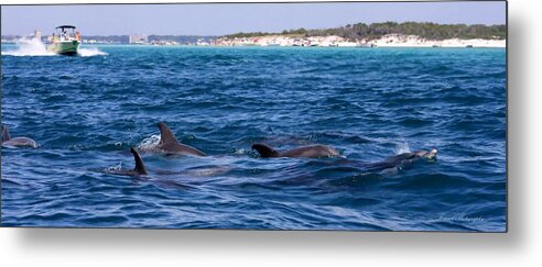 Jetty Metal Print featuring the photograph Chasing Dolphins by Debra Forand