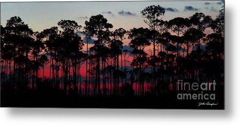 Crimson In The Pines Metal Print featuring the photograph Crimson in the Pines by John Douglas