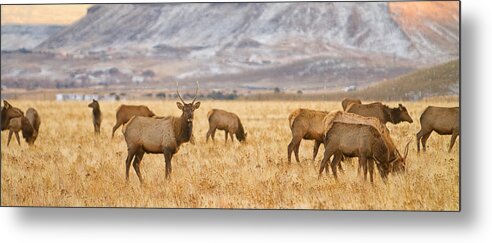 Elk Metal Print featuring the photograph Elk Herd Grazing Rocky Mountain Foothills Panorama by James BO Insogna