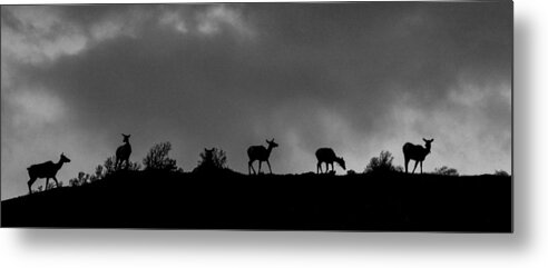 Big Horn Sheep Metal Print featuring the photograph Evening Ridge by Kevin Dietrich