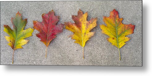 Leaves Metal Print featuring the photograph Four Autumn Leaves by Lynn Hansen