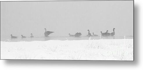 Geese Metal Print featuring the photograph Geese by Steven Ralser
