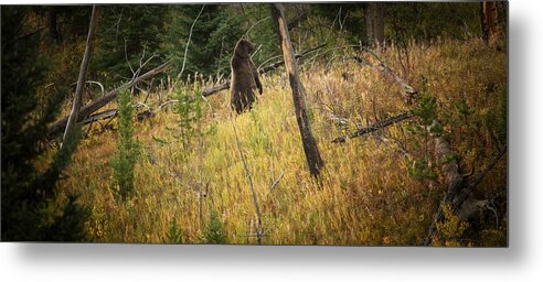 Bears Metal Print featuring the photograph Grizzly Bear by Roger Mullenhour