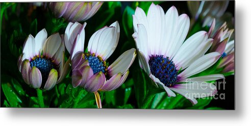 Flower Metal Print featuring the photograph Lavender Frost African Daisy by Donna Brown