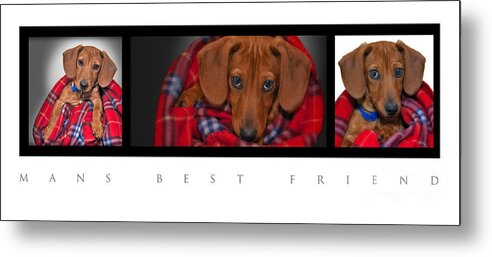 Mini Dachshund Metal Print featuring the photograph Mans Best Friend by Susan Candelario