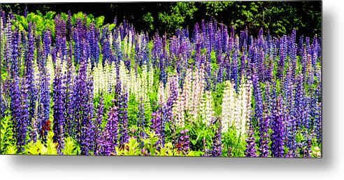 Crawford Notch Metal Print featuring the photograph Purple Interrupted by Greg Fortier