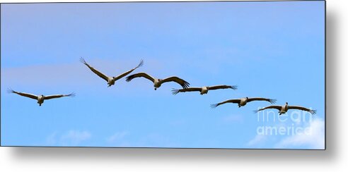 Sandhill Cranes Metal Print featuring the photograph Sandhill Crane Flight Pattern by Michael Dawson