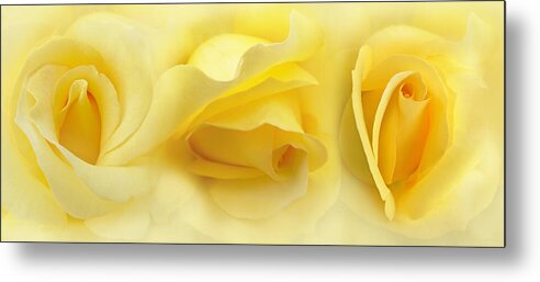 Rose Metal Print featuring the photograph Yellow Roses Triptych Panel by Jennie Marie Schell