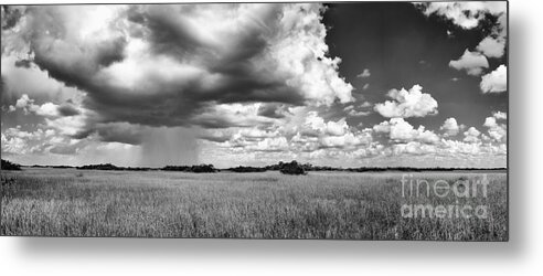 Black And White Metal Print featuring the photograph Rain Everglades by Bruce Bain