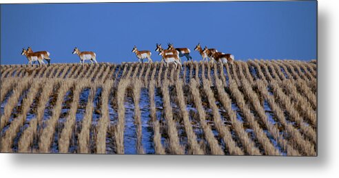 Antelope Metal Print featuring the photograph Speed Goats by Darcy Dietrich