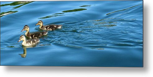 Ducklings Metal Print featuring the photograph Three ducklings by Life Makes Art