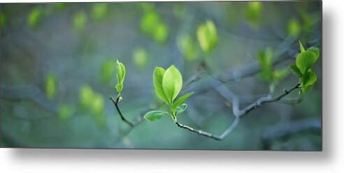 Leaves Metal Print featuring the photograph Closer To Spring by Elvira Pinkhas