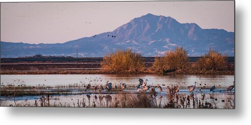 Birds Metal Print featuring the photograph Cranes in the Morning by Wendy Carrington