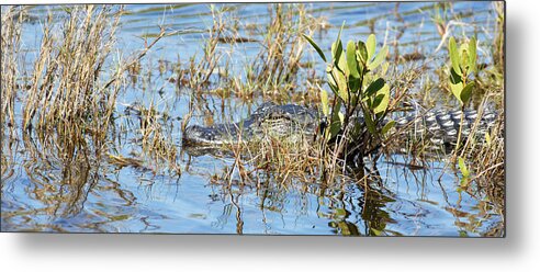 Darin Volpe Animals Metal Print featuring the photograph Don't Think I Don't See You There - American Alligator at Merritt Island National Wildlife Refuge by Darin Volpe