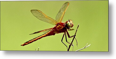 Dragonfly Metal Print featuring the photograph Dragonfly is annoyed with me by Shawn M Greener