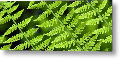 Fern Metal Print featuring the photograph Fern Branches by Ted Keller