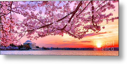 Washington Metal Print featuring the photograph Glorious Sunset over Cherry Tree at the Jefferson Memorial by Olivier Le Queinec