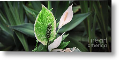 Garden Metal Print featuring the photograph Green by Russell Brown
