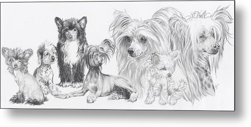 Toy Group Metal Print featuring the drawing The Chinese Crested and Powderpuff by Barbara Keith
