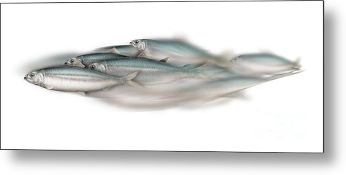 Fish Metal Print featuring the painting Herring school of fish - Clupea - Nautical Art - Seafood Art - Marine Art - Game Fish by Urft Valley Art Matt J G Maassen-Pohlen
