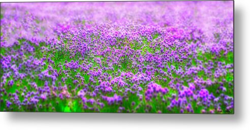 Chives; Field; Soft Focus; Dreamlike; Center Focus; Purple; Pink; Green; Nature; Beautiful; Calming; Zen; Tranquil; Meditative; No One; Nobody; Spa; Peaceful; Quiet; Dreamy Metal Print featuring the photograph I Dream by Dee Browning