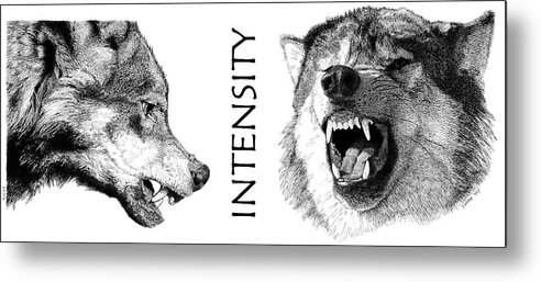 Wolf Metal Print featuring the drawing Intensity by Scott Woyak