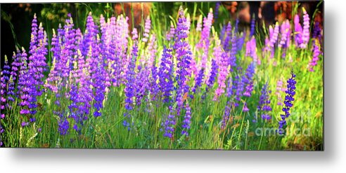 Wildflowers Metal Print featuring the photograph Mountain Lupines Wide by Gus McCrea