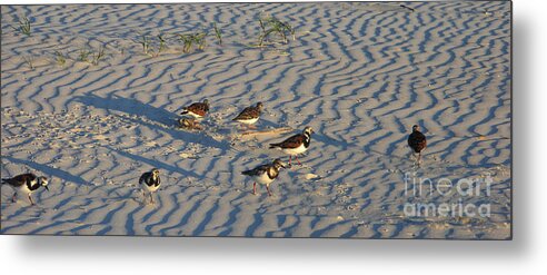 Beach Metal Print featuring the photograph Seven Sandpipers by Julianne Felton