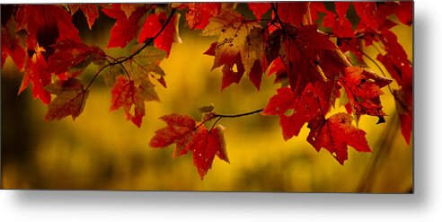 Autumn Color Metal Print featuring the photograph Soon Enough by Albert Seger